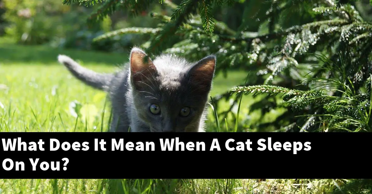What Does It Mean When A Cat Sleeps On You?