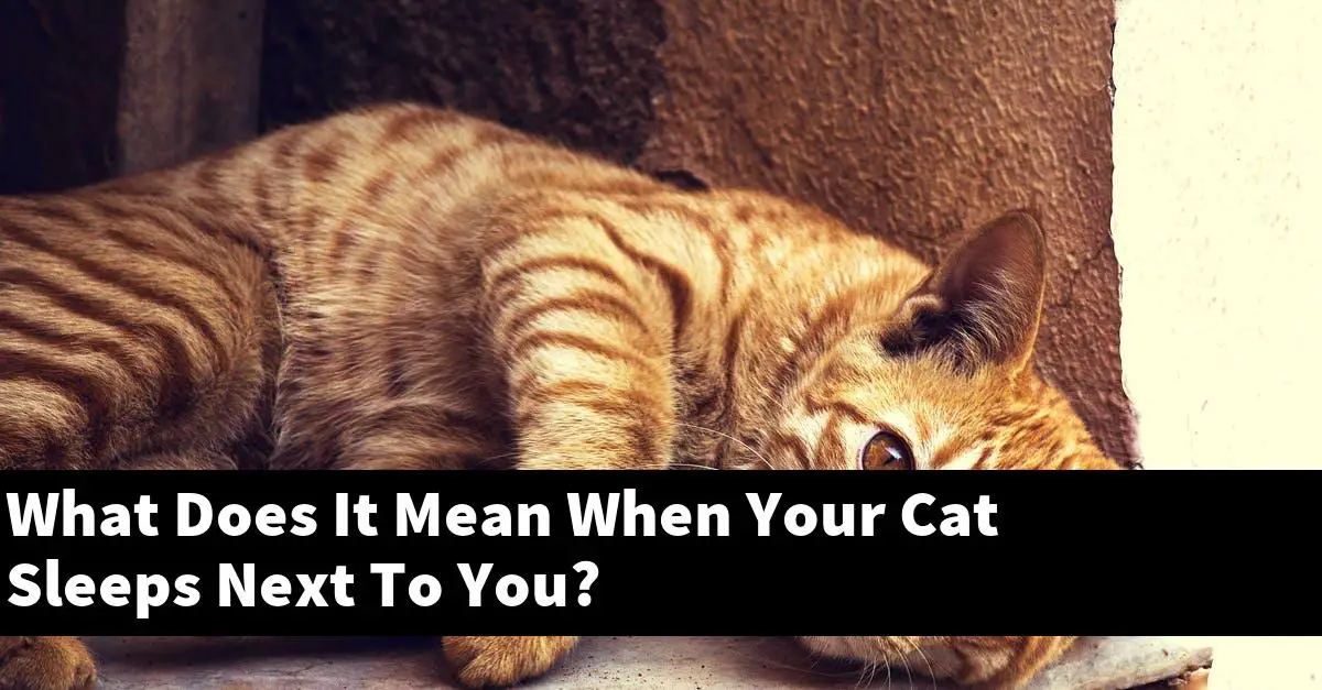 What Does It Mean When Your Cat Sleeps Next To You?