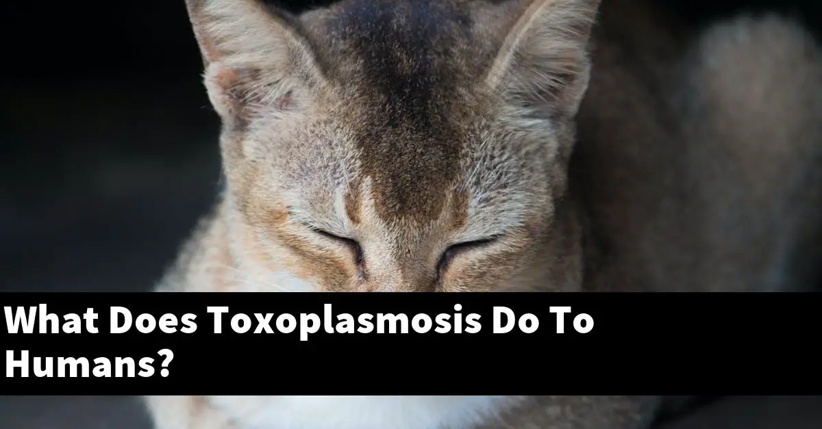 What Does Toxoplasmosis Do To Humans?