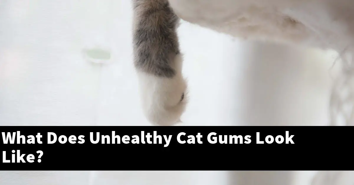 What Does Unhealthy Cat Gums Look Like?