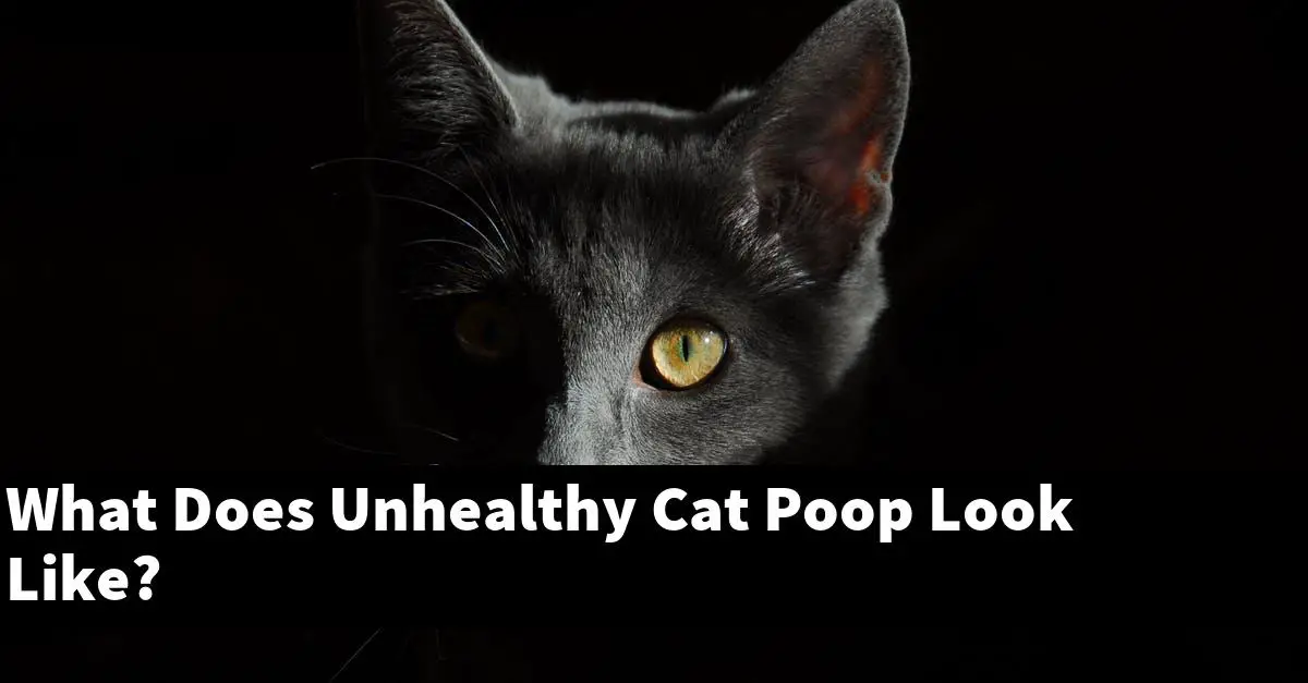 What Does Unhealthy Cat Poop Look Like?