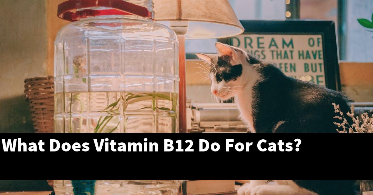 What Does Vitamin B12 Do For Cats?