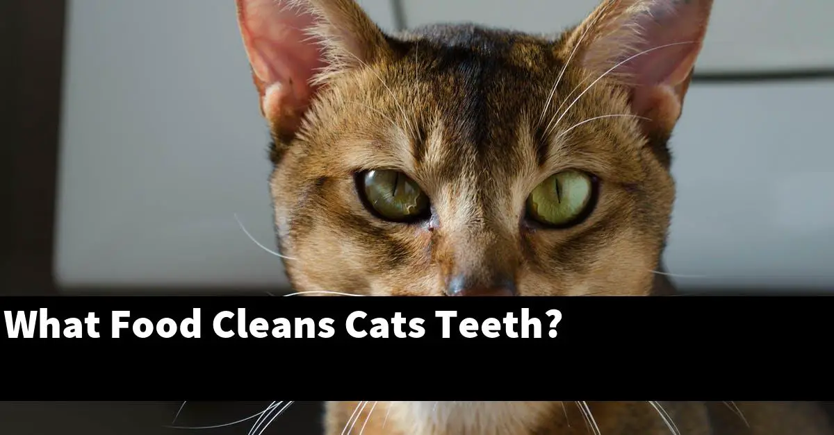 What Food Cleans Cats Teeth?