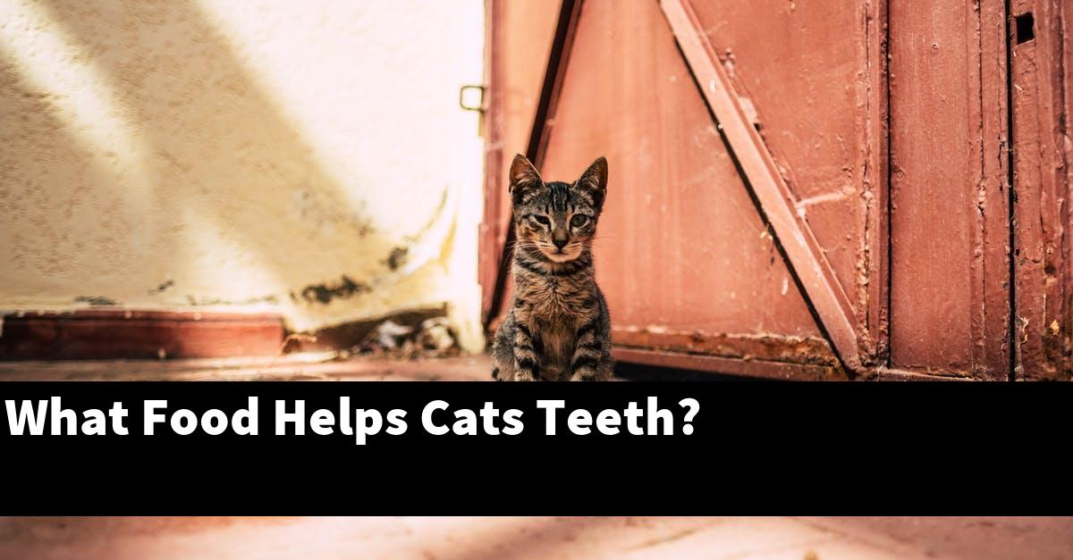 What Food Helps Cats Teeth?