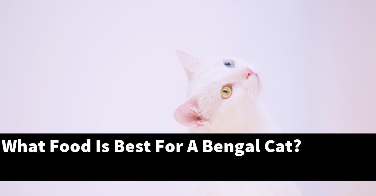 What Food Is Best For A Bengal Cat?
