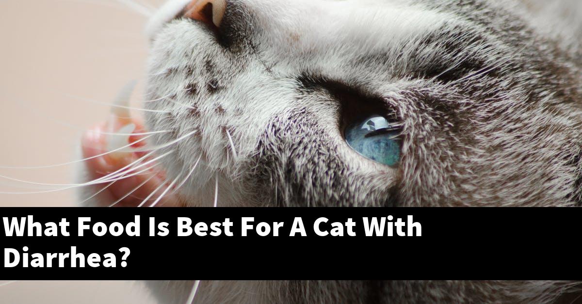 What Food Is Best For A Cat With Diarrhea?
