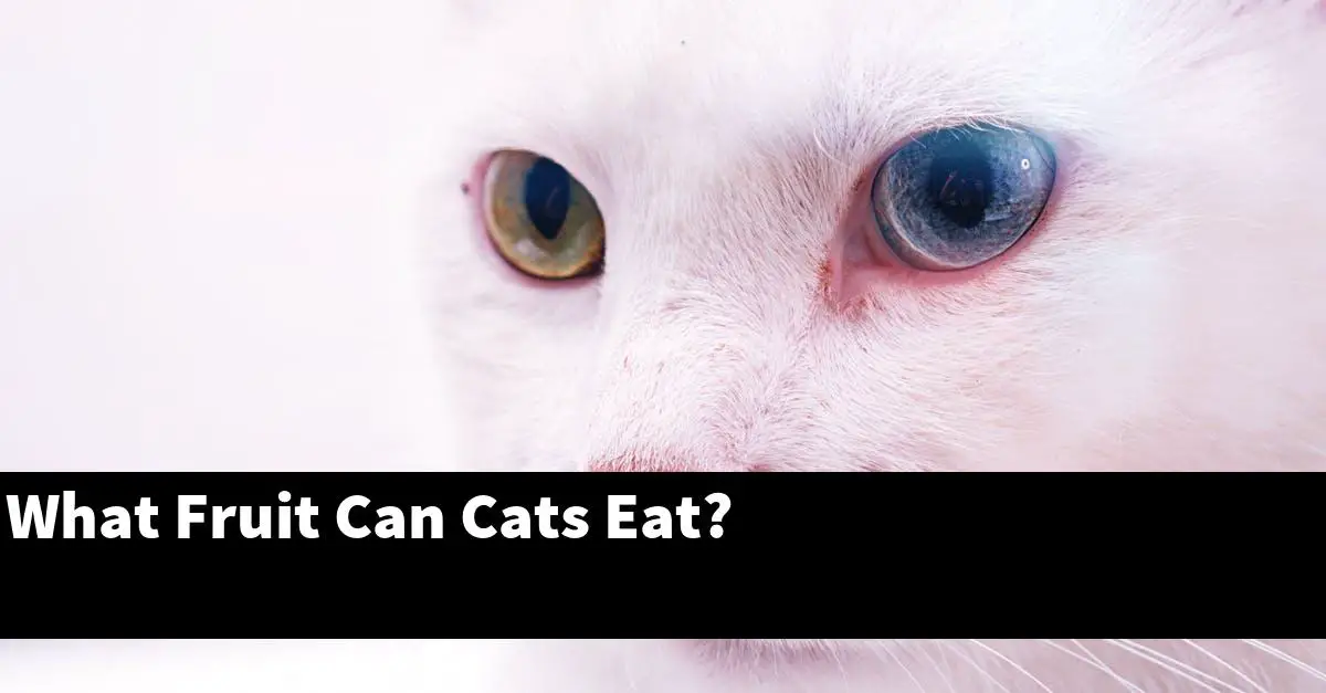 What Fruit Can Cats Eat?