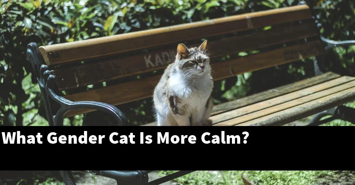 What Gender Cat Is More Calm?
