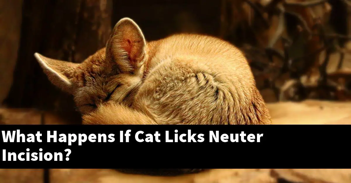 What Happens If Cat Licks Neuter Incision?