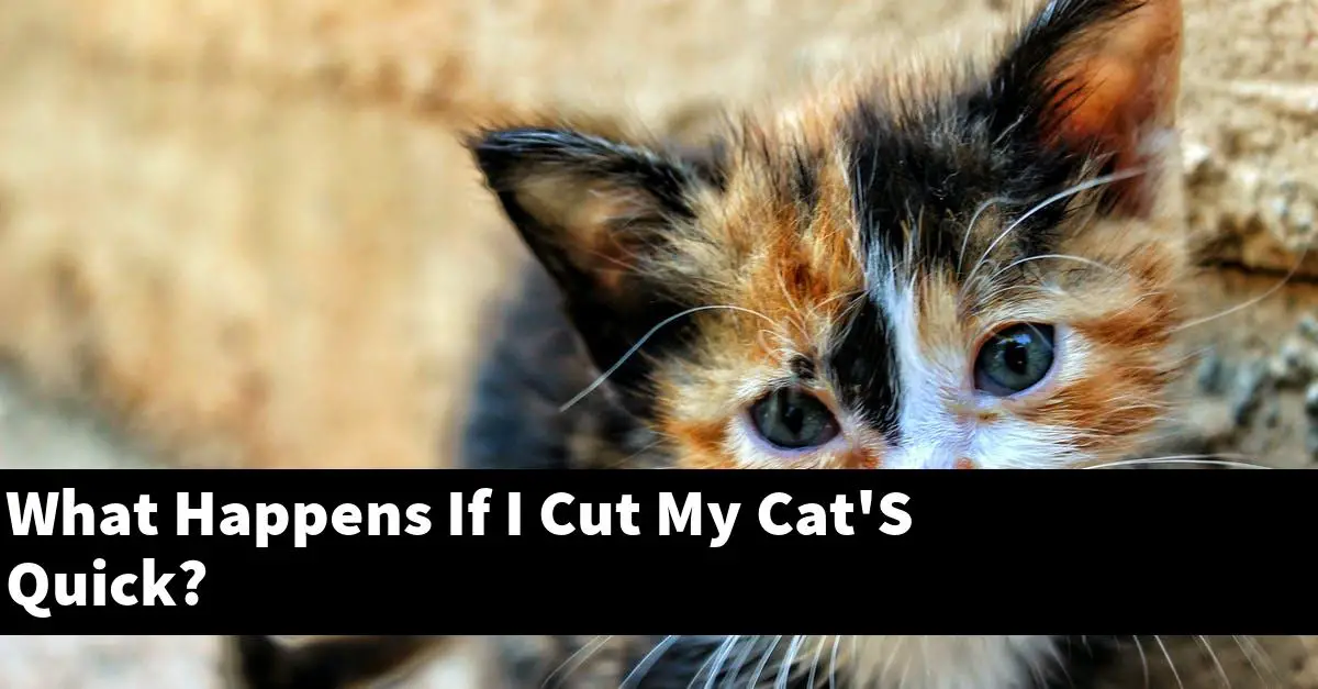 What Happens If I Cut My Cat'S Quick?