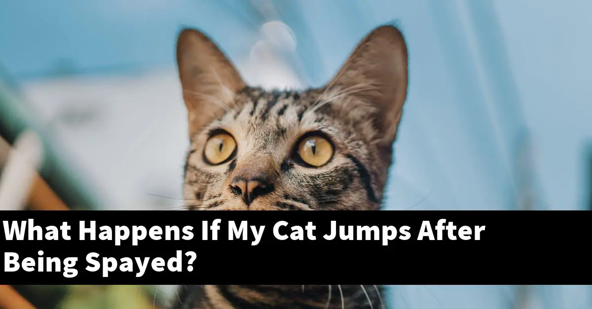 What Happens If My Cat Jumps After Being Spayed?