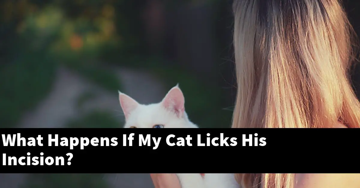 What Happens If My Cat Licks His Incision?