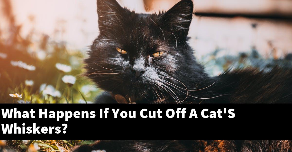 What Happens If You Cut Off A Cat'S Whiskers?