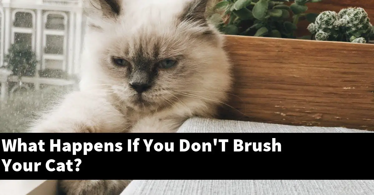 What Happens If You Don'T Brush Your Cat?