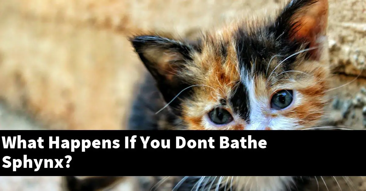 What Happens If You Dont Bathe Sphynx?