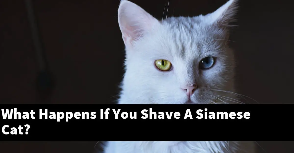 What Happens If You Shave A Siamese Cat?