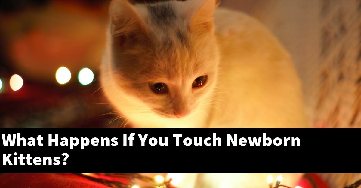 What Happens If You Touch Newborn Kittens?
