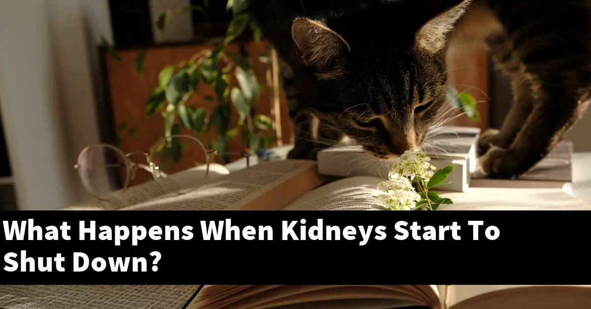 What Happens When Kidneys Start To Shut Down?