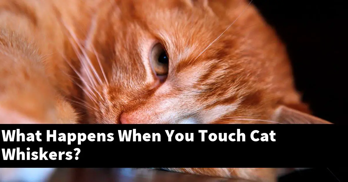 What Happens When You Touch Cat Whiskers?