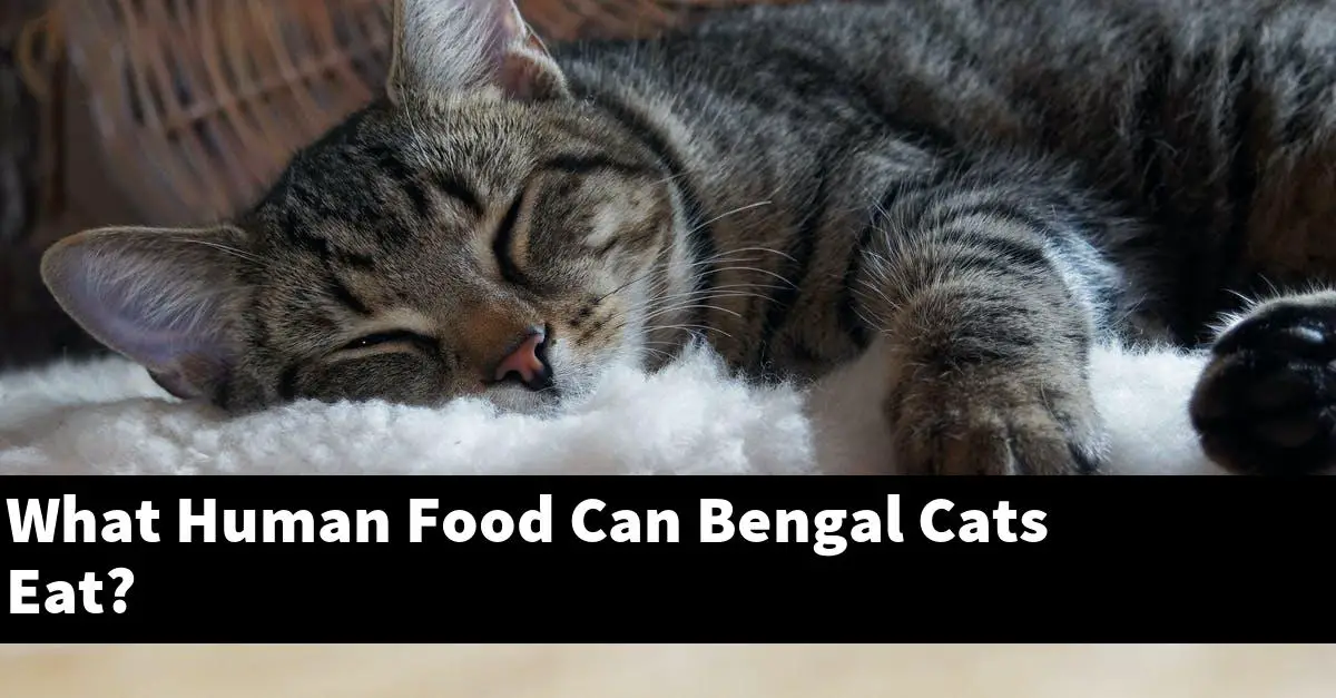 What Human Food Can Bengal Cats Eat?