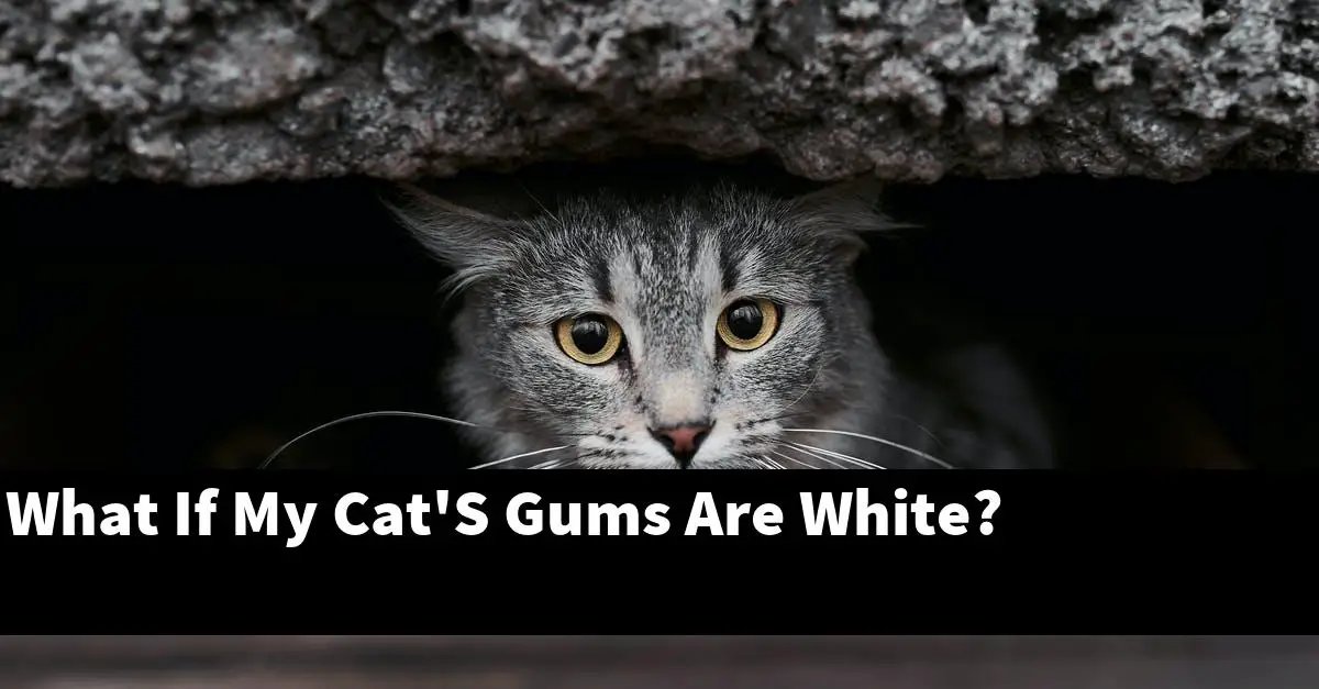 What If My Cat'S Gums Are White?