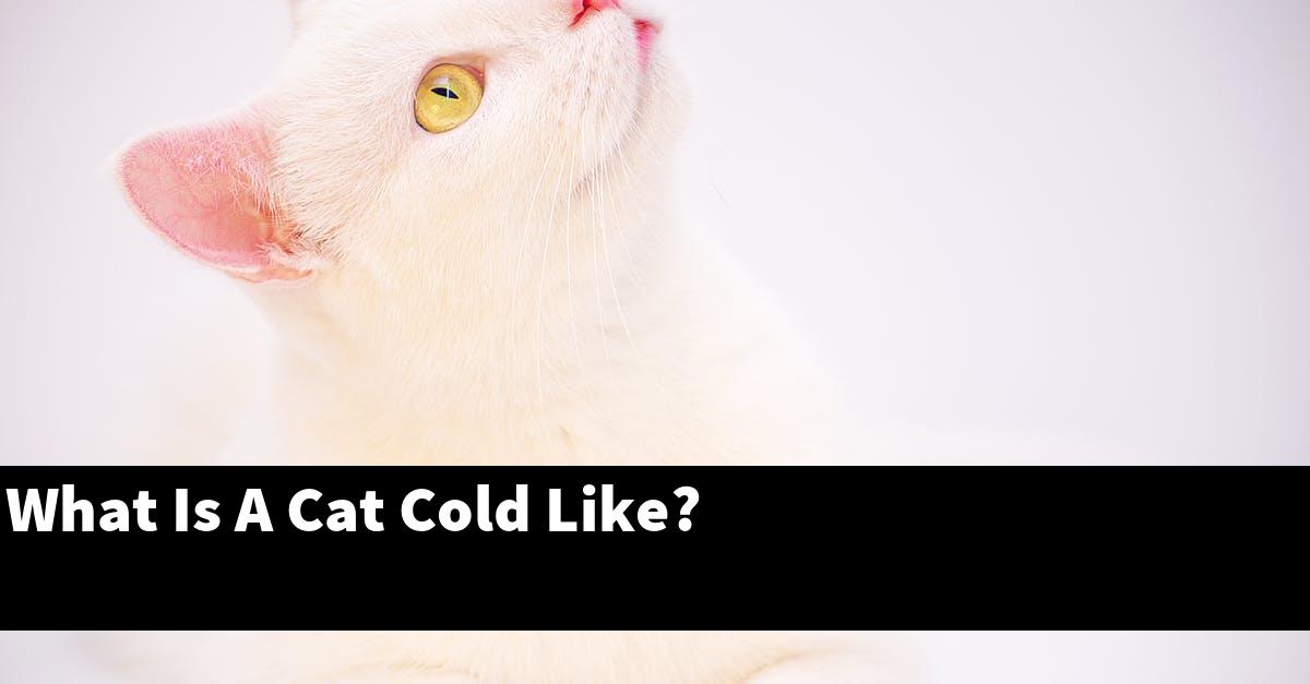 What Is A Cat Cold Like?