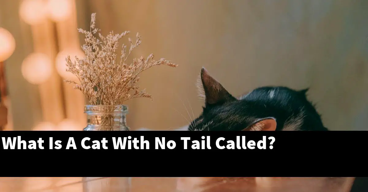 What Is A Cat With No Tail Called?