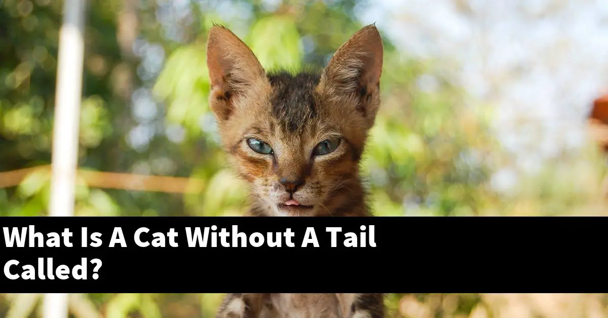 What Is A Cat Without A Tail Called?