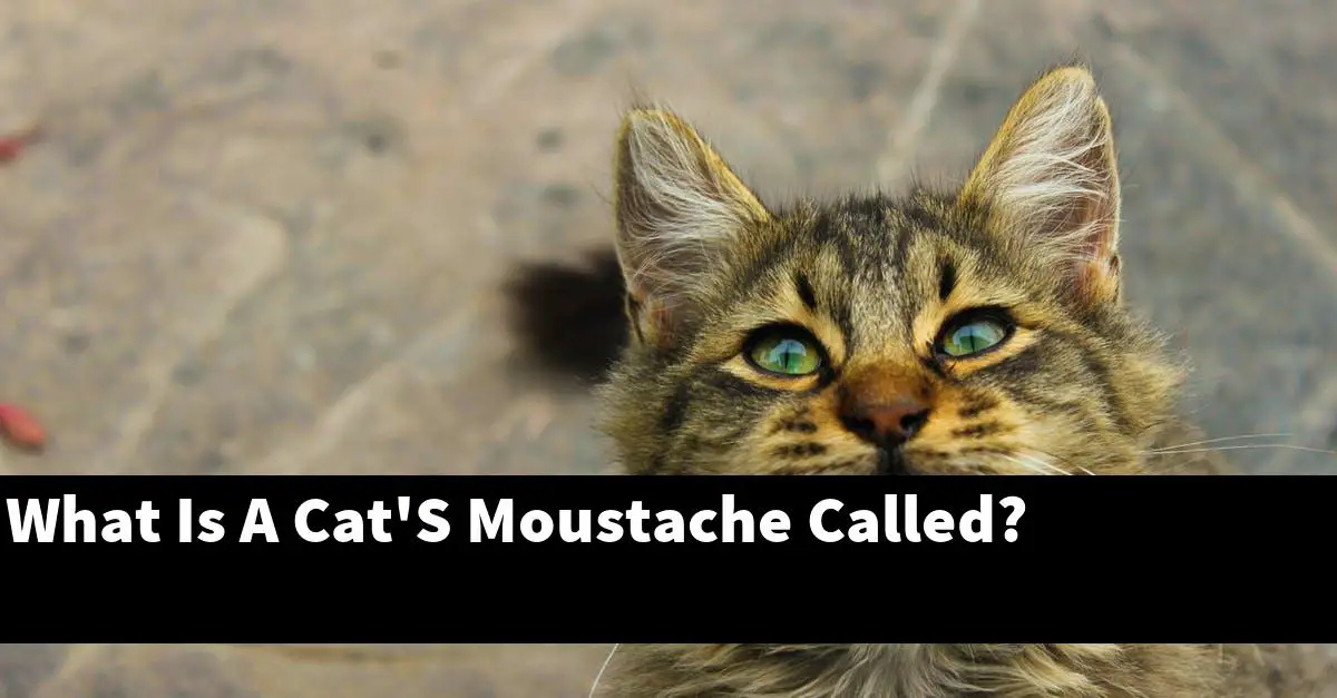 What Is A Cat'S Moustache Called?