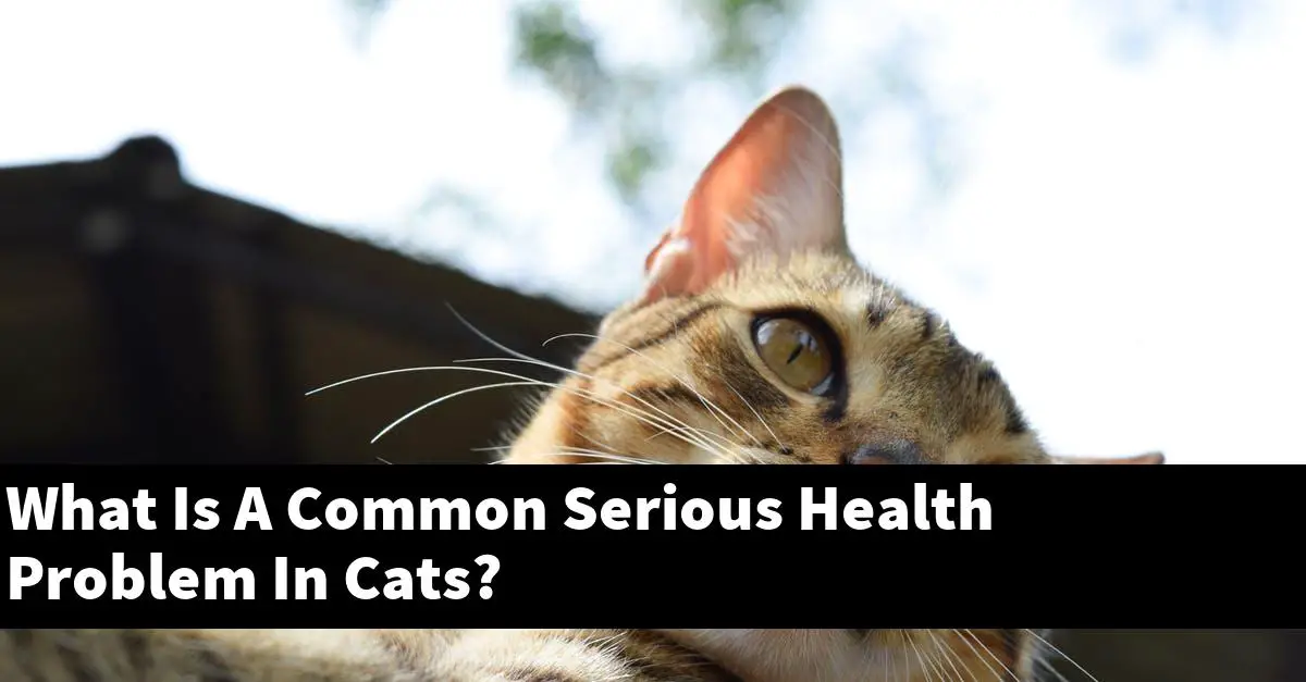 What Is A Common Serious Health Problem In Cats?