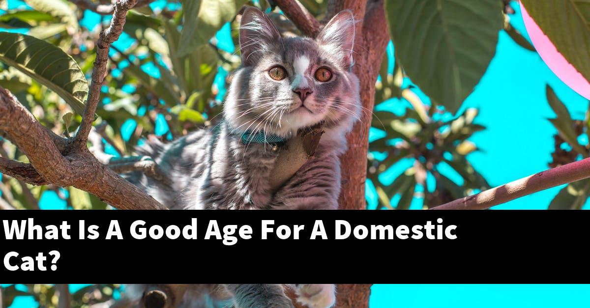 What Is A Good Age For A Domestic Cat?