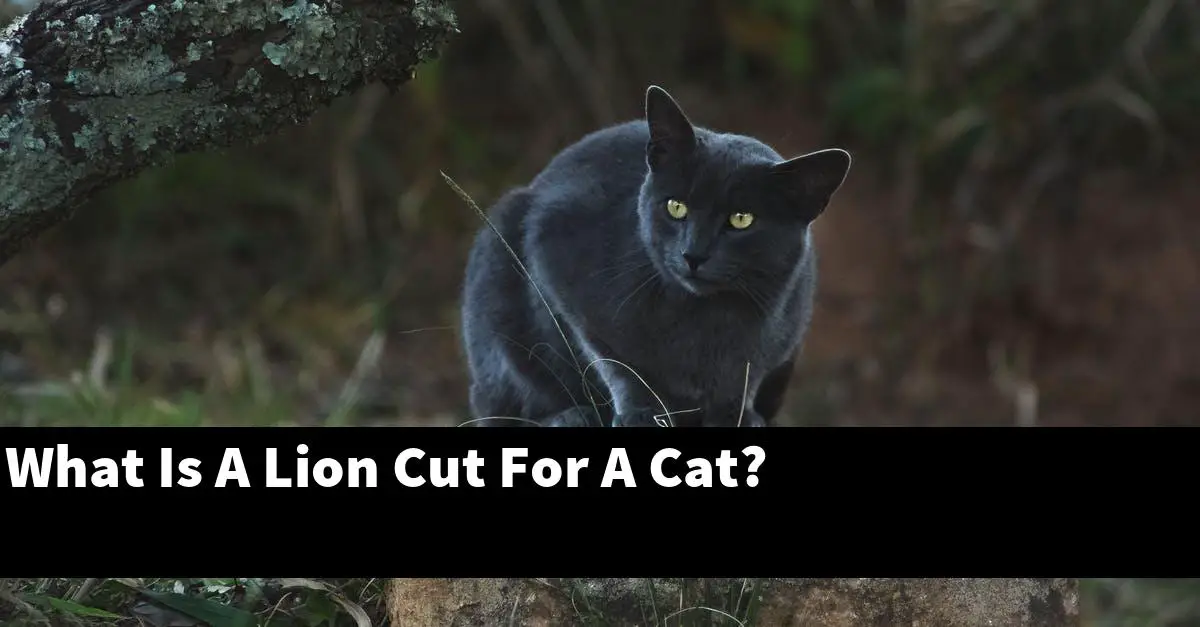 What Is A Lion Cut For A Cat?