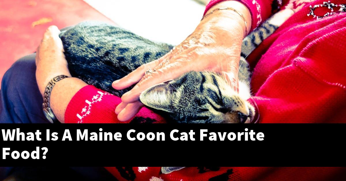 What Is A Maine Coon Cat Favorite Food?