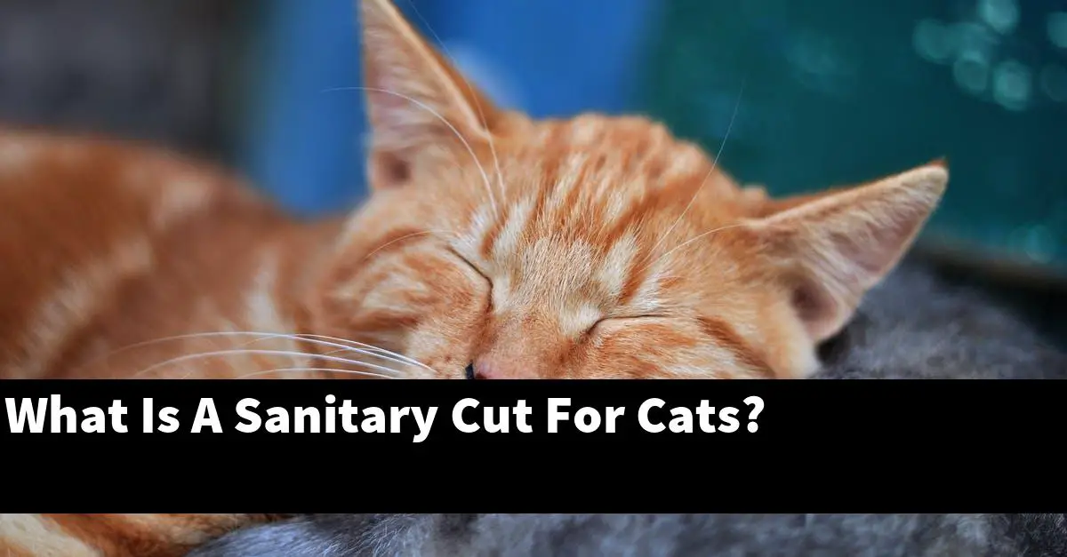 What Is A Sanitary Cut For Cats?