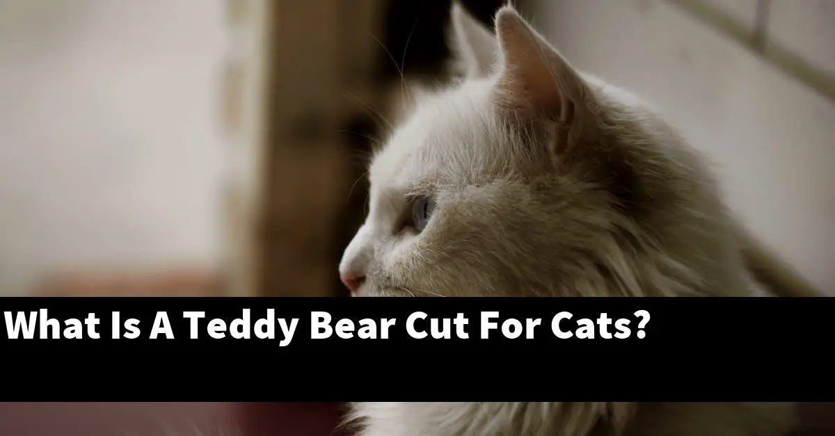 What Is A Teddy Bear Cut For Cats?
