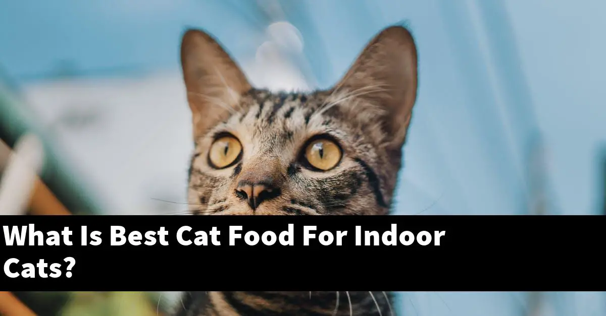 What Is Best Cat Food For Indoor Cats?