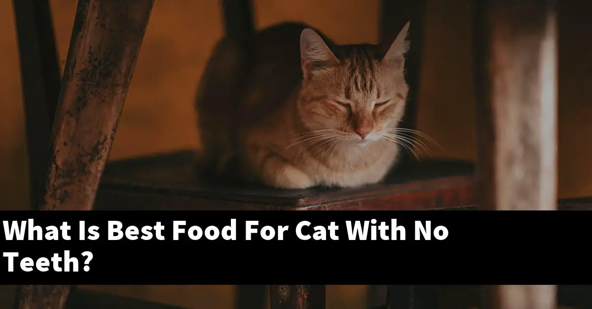 What Is Best Food For Cat With No Teeth?