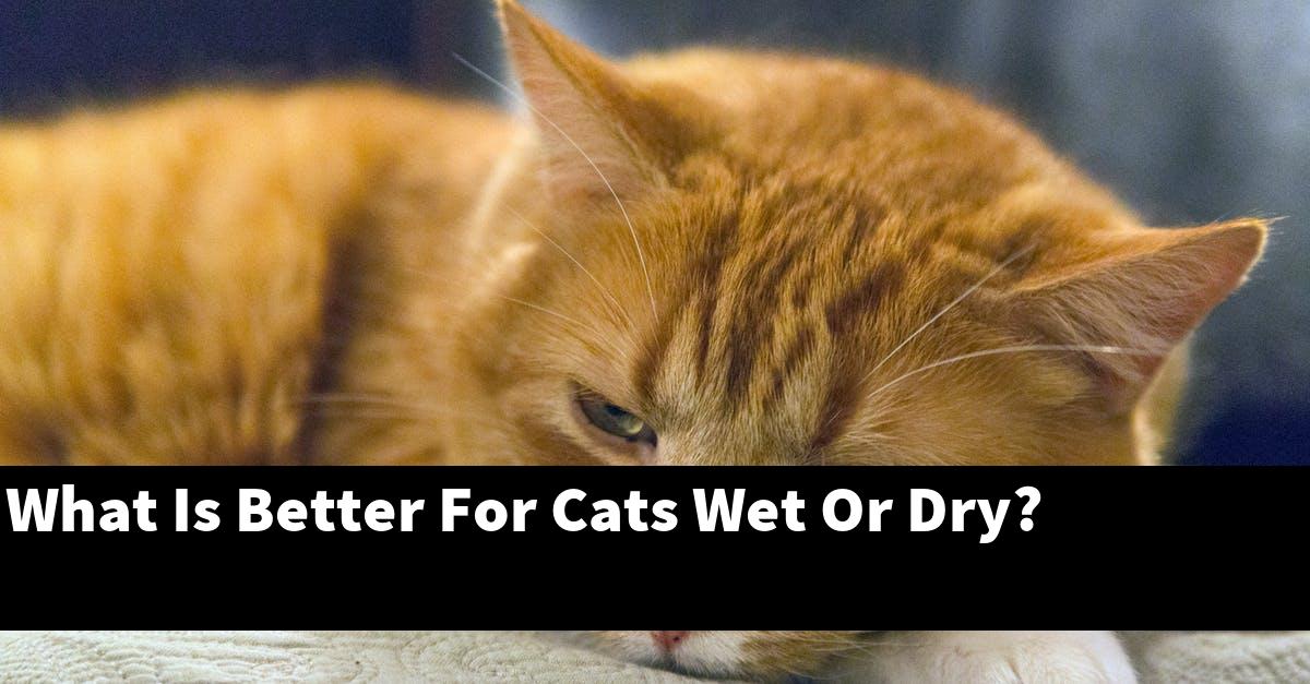 What Is Better For Cats Wet Or Dry?