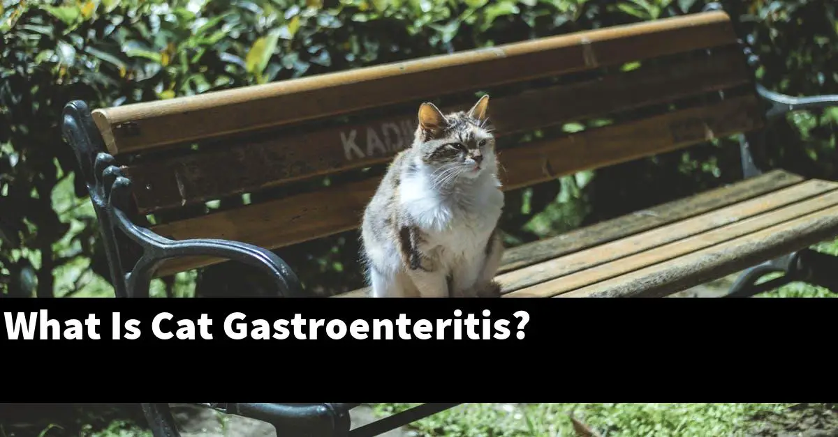 What Is Cat Gastroenteritis?