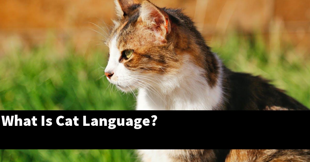 What Is Cat Language?