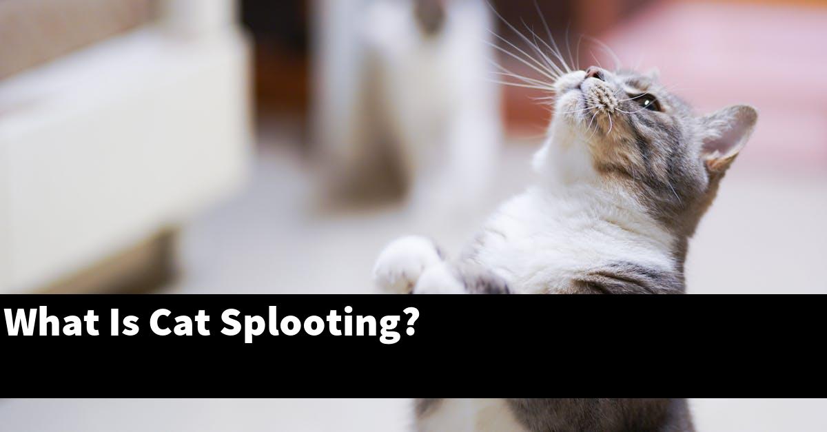 What Is Cat Splooting?