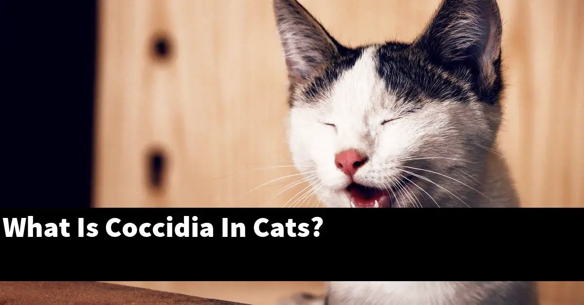 What Is Coccidia In Cats?