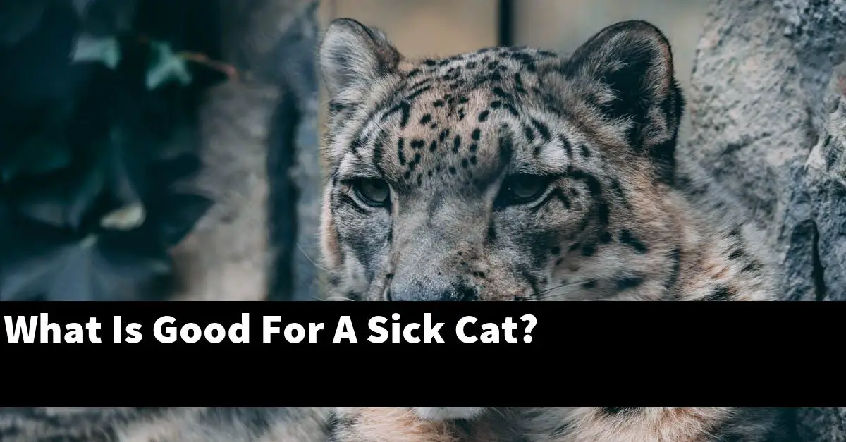 What Is Good For A Sick Cat?