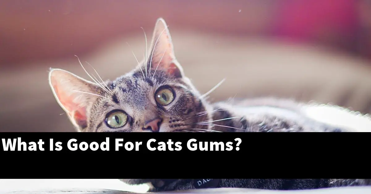 What Is Good For Cats Gums?