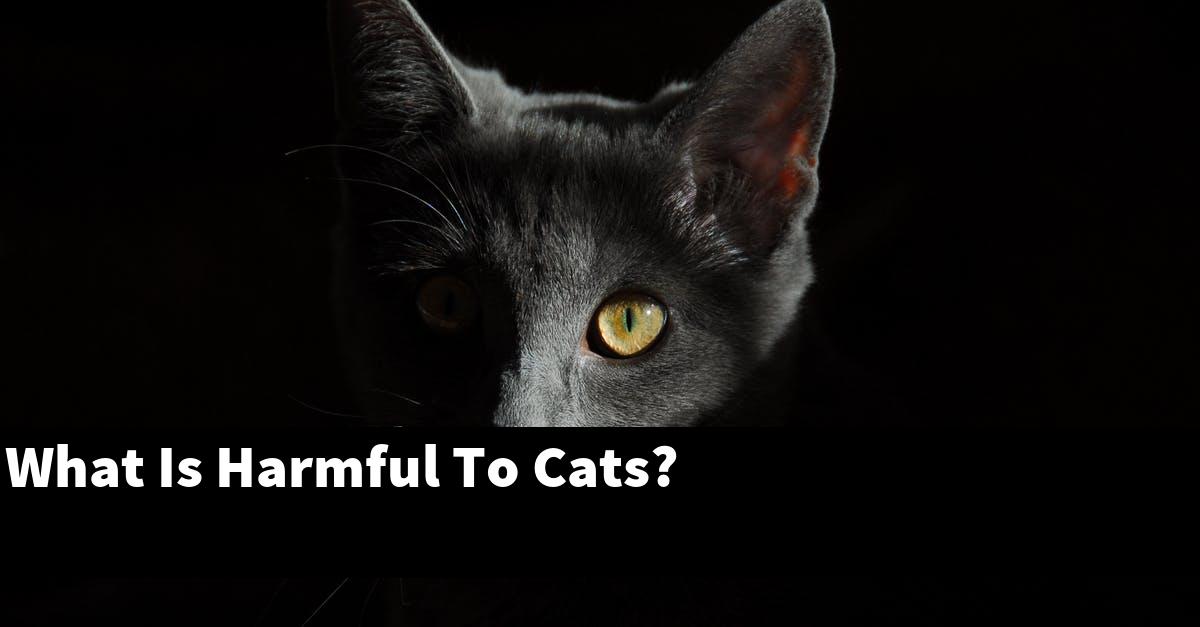 What Is Harmful To Cats?