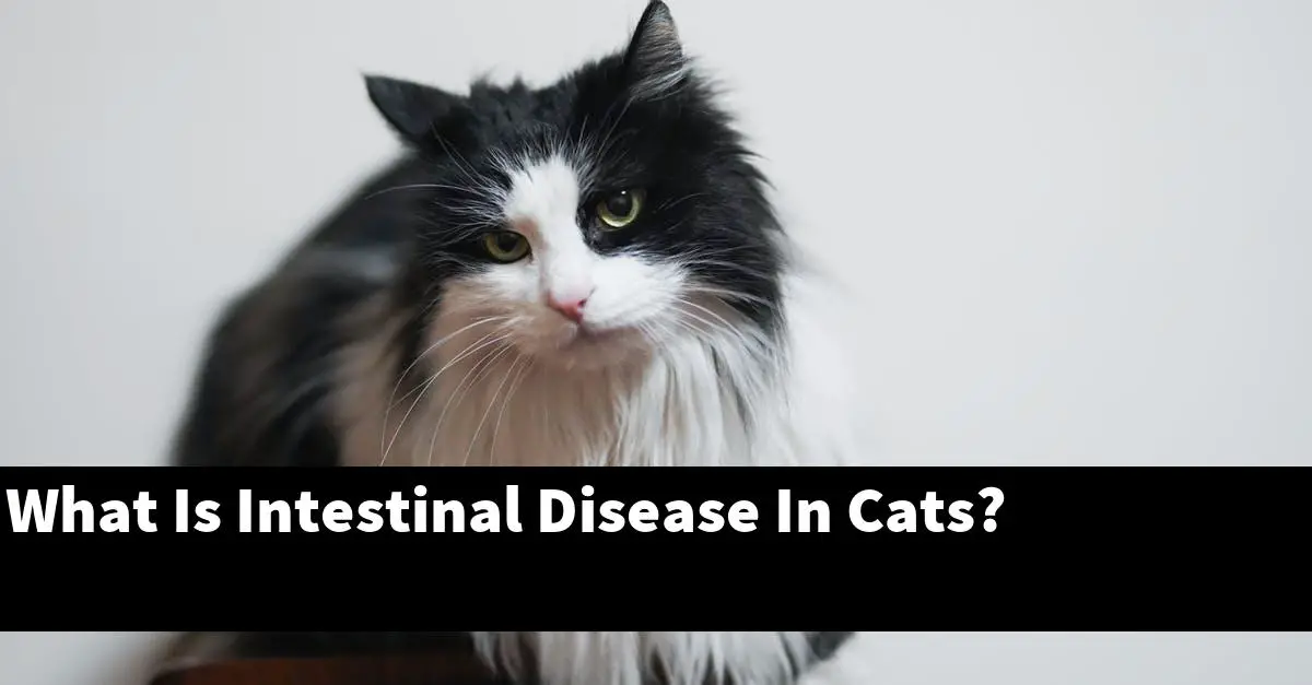 What Is Intestinal Disease In Cats?