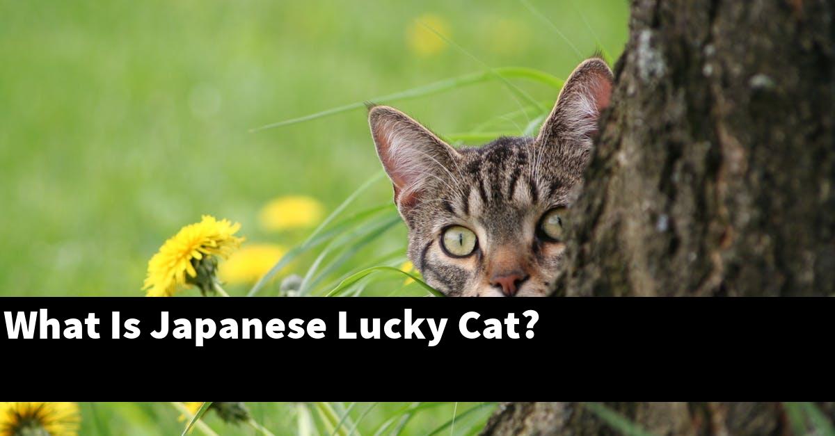 What Is Japanese Lucky Cat?