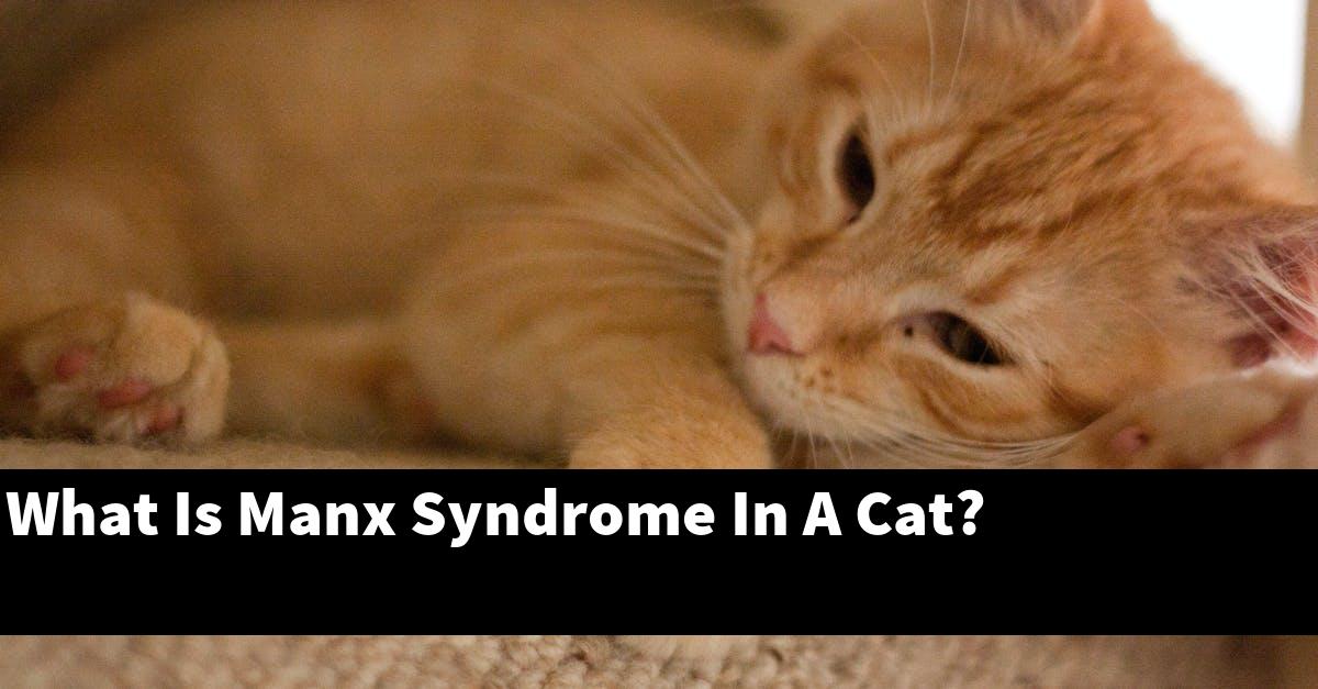 What Is Manx Syndrome In A Cat?