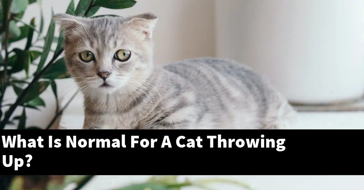 What Is Normal For A Cat Throwing Up?