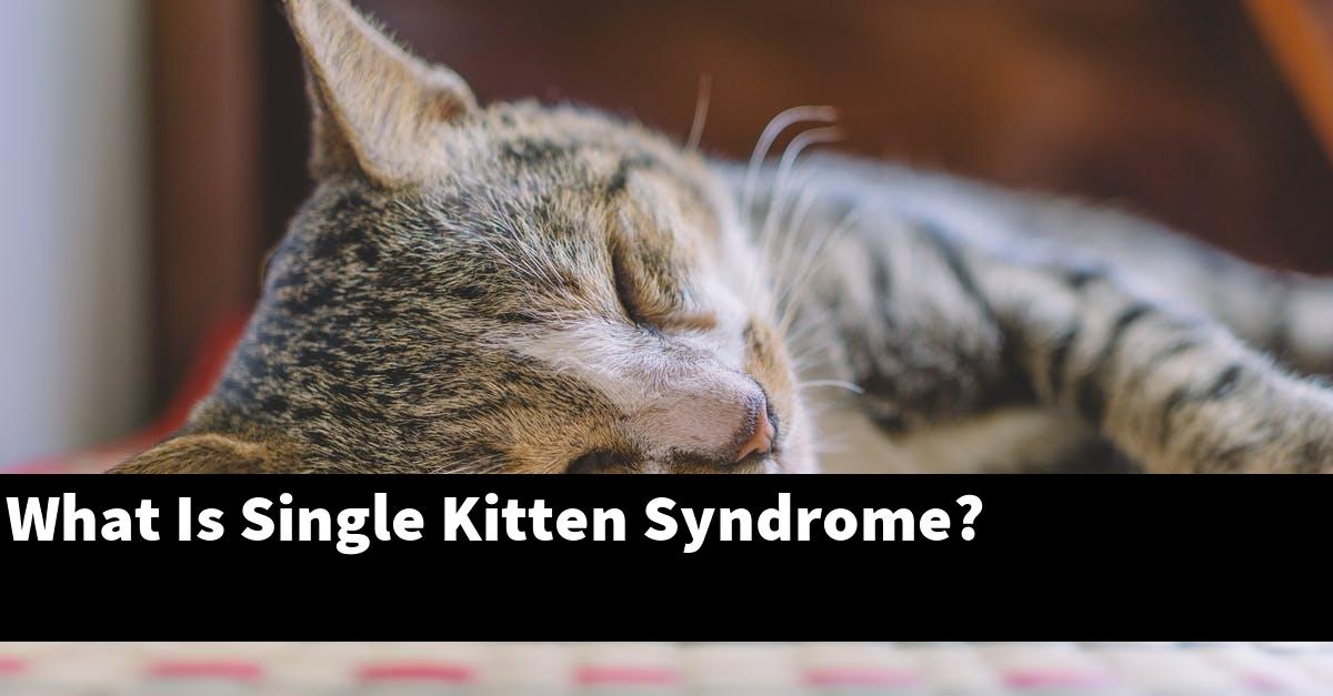 What Is Single Kitten Syndrome?
